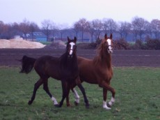 Alpha Irene en Zara Norene