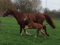 Hengstveulen (Charmeur x Krack C) van Zara Norene